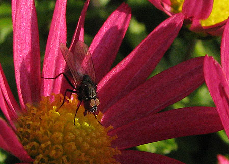 Fliege auf roter Aster