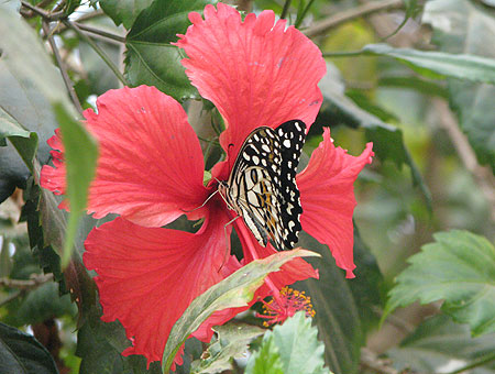 Schmetterling auf tropischem Hibiskus