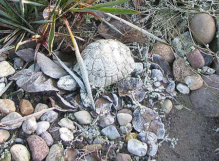 Gartenobjekt Schildkröte