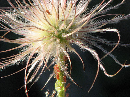 Küchenschelle, Pulsatilla vulgaris - mit Blattläusen