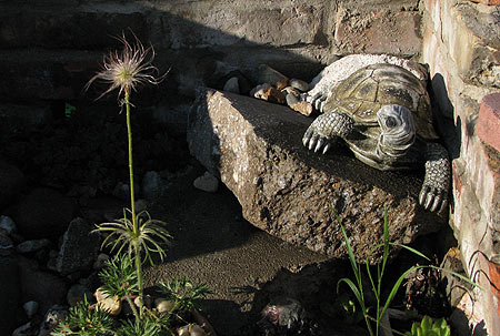 Küchenschelle und Schildkröte