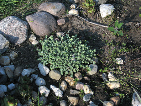 Steinbeet mit Fetter Henne