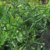 Tomate mit eingerollten Blättern