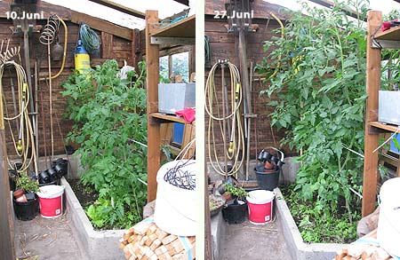 Tomaten im Gewächshaus