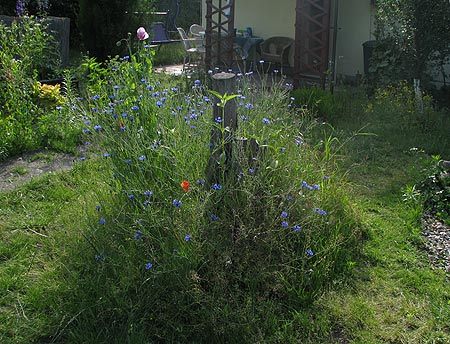 Wildblumenwiese