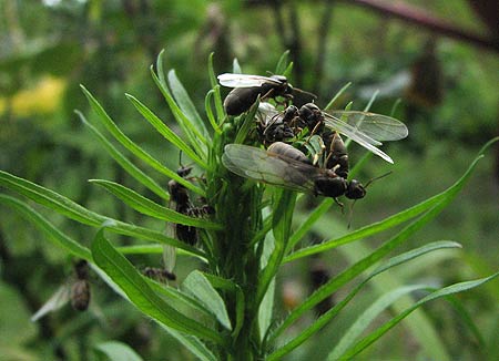 Ameisen vor dem Start zum Abfliegen