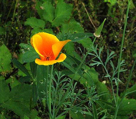 orange flower