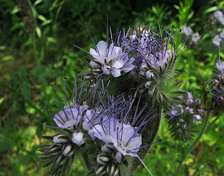 Phacelia