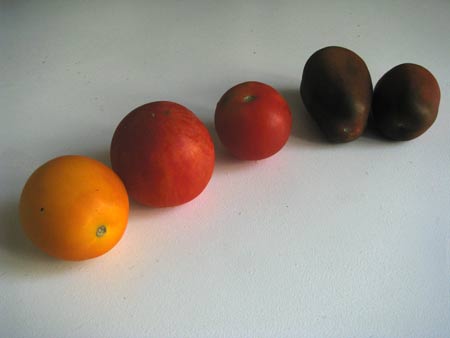 3 alte Tomatensorgen