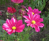 cosmea.jpg