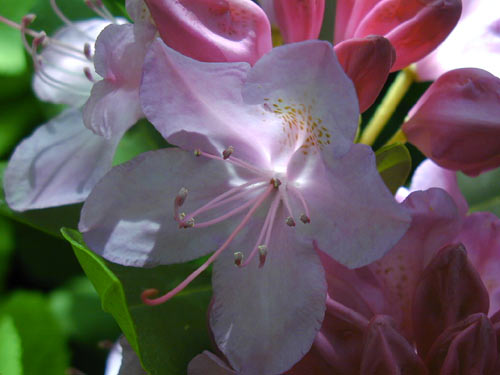 Rhododendron