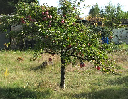 dieser Apfelbaum trägt 2010 nur 2 Früchte