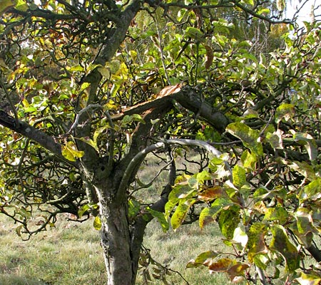 Apfelbaum schwer verletzt