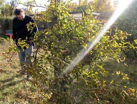 Matthias und der schwer verletzte Apfelbaum