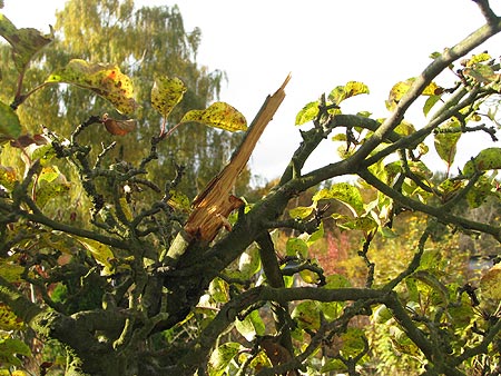 Apfelbaum schwer verletzt