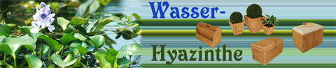 wasserhyazinthe