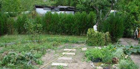 Thuja-Mauer, August 2008