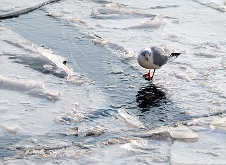 Möve in der Rummelsburger Bucht