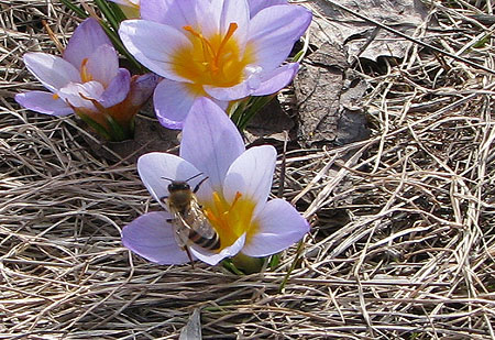 Biene auf Krokus