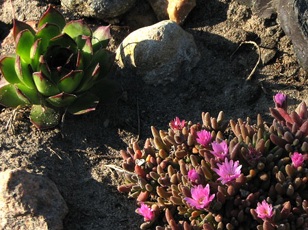 Mittagsblume im Steinbeet