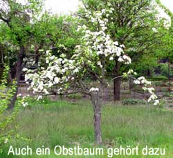 auch ein Apfelbaum gehört zur kleingärtnerischen Nutzung