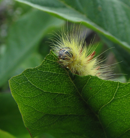 unbekannte Schmetterlingsraupe