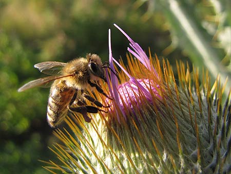 Biene auf Eselsdistel