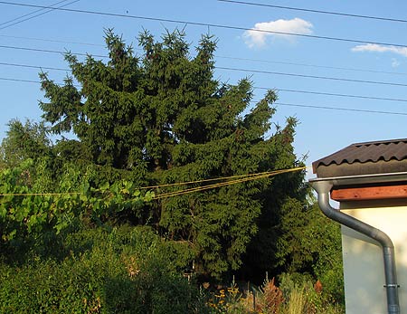 Blick auf die Fichten, rechts die Ecke unserer Laube...