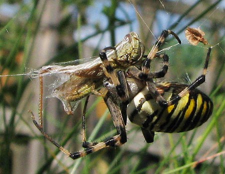 Wespensspinne mit Beute