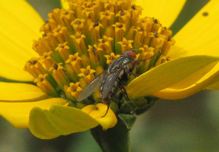 Fliege auf Blüte