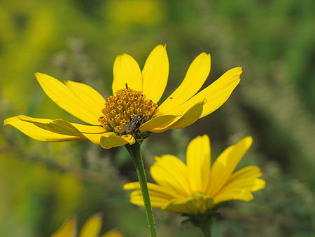 Blüte mit Fliege