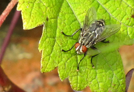 Fliege auf Weinblatt