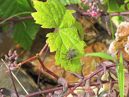 Fliege auf Weinblatt