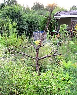 Skelett vom toten Pfirsichbaum