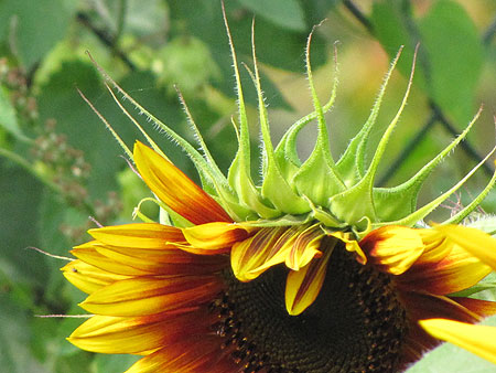 sonnenblume2