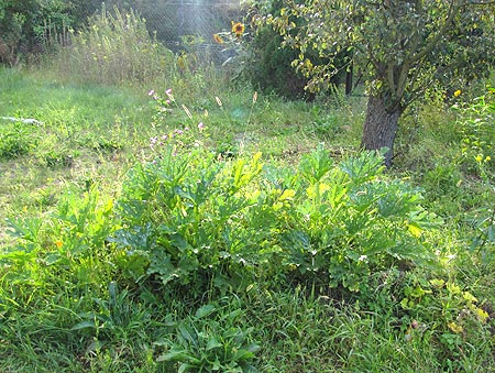 Hügelbeet mit Zucchini