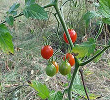 rote Murmel: Wildtomate