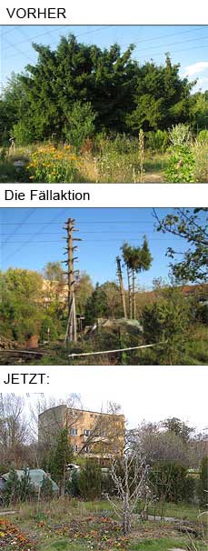 Fichten werden gefällt - vorher, nachher