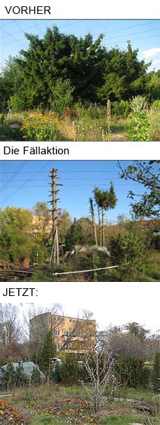 Fichten werden gefällt - vorher, nachher