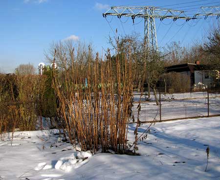 Topinamburstauden im Winter