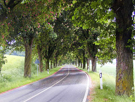 Allee in Mecklenburg