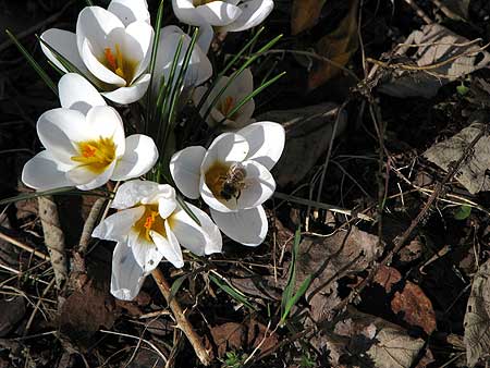 Krokus mit Biene