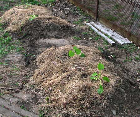 gemulchte Zucchini auf dem Hübelbeet