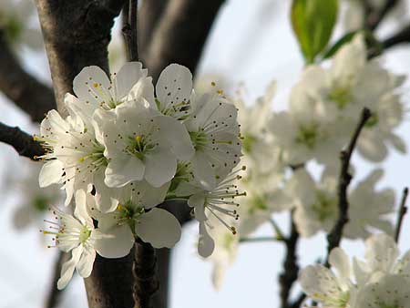 Pflaumenblüte