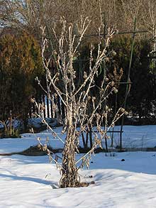 Eselsdistel im Winter