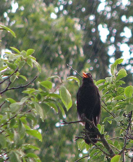 Amsel im Regen