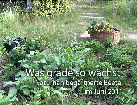 Diashow aus Gartenfotos im Juni 2011