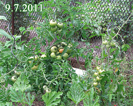 Tomaten im Freiland am 9.7.2011