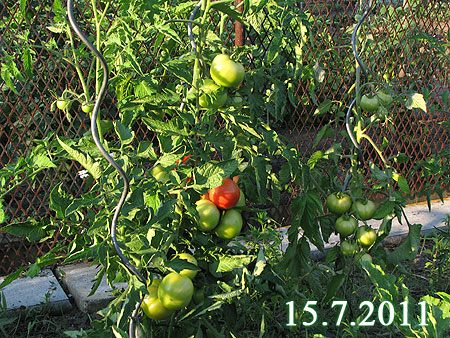 Tomaten am 15.7.2011