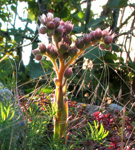 Dachwurzblüte